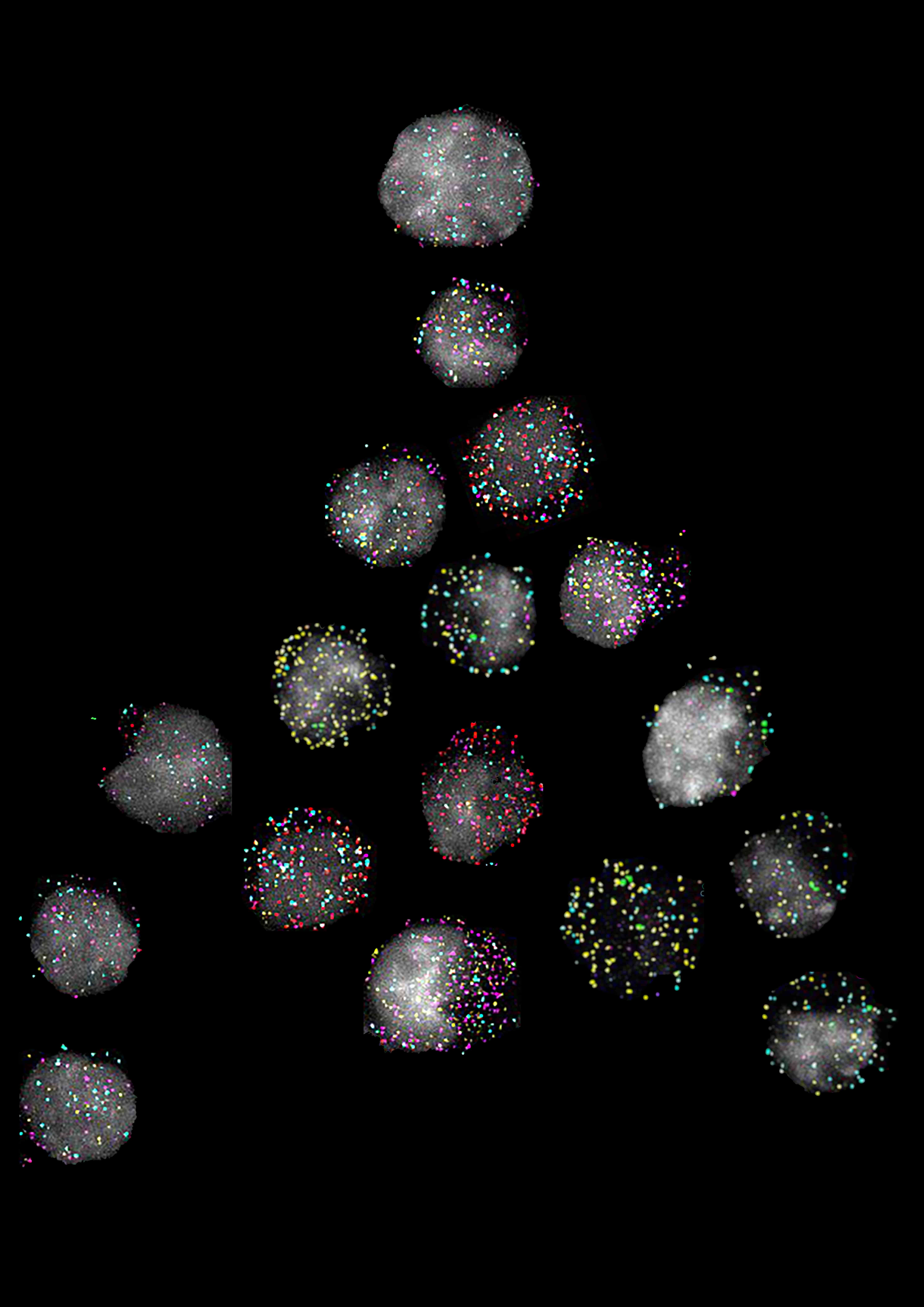 smFISH imaging